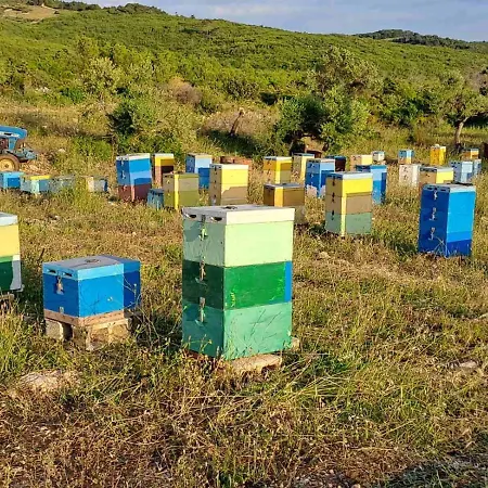 Sohoro Forest Hill By 